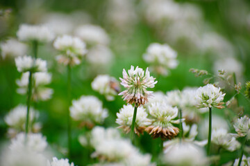 A field of blooming white clover flowers and honey bees