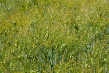 A field of bearded barley. It is a member of the grass family, is a major cereal grain grown in temperate climates globally and doubles as a winter cover crop.