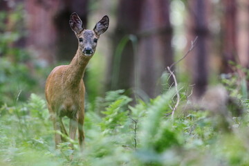 Female roe deer in the forest © JanS_wildlife