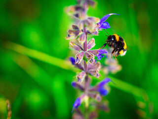 Bumble bee on flower