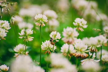 A field of blooming white clover flowers and honey bees