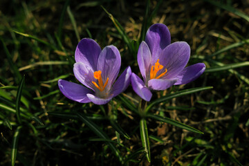 spring purple crocuses with a yellow core close up