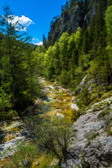 Fototapeta na wymiar Clear And Wild Mountain River In Green Canyon In Ötschergräben In Austria