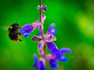 Bumble bee on flower