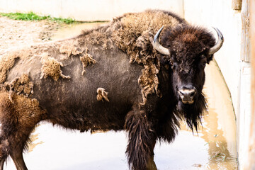 Big brown bison - a large animal in nature near the water