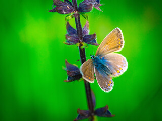 Butterfly in spring