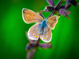 Butterfly inspring