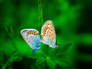 Butterfly love lance