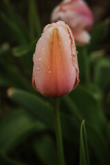 delicate pink Tulip buds with raindrops on a background of green leaves