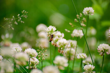 A field of blooming white clover flowers and honey bees