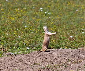 Prairie dog being funny
