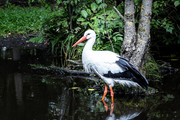 Storch im Wasser