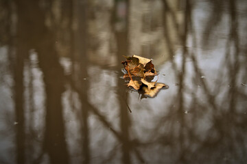 a fallen autumn brown leaf lies on the water surface of a puddle