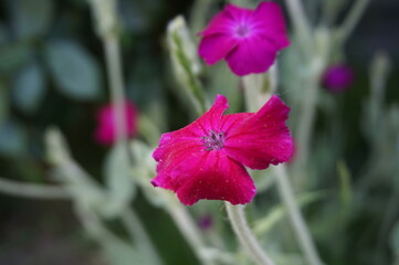 fleur de coquelourde mauve, vivace du jardin