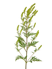 Blooming plant of common ragweed, isolated on white, Ambrosia artemisiifolia
