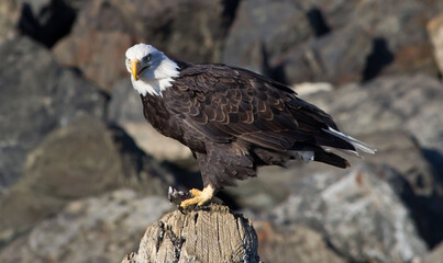 bald eagle on a perch
