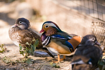 Ducks on the old farm. Autumn time