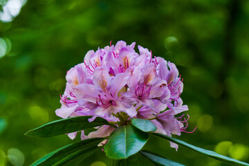 Blüten Rosa Zentral 1