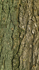 Naklejka premium texture of brown tree bark pattern close up
