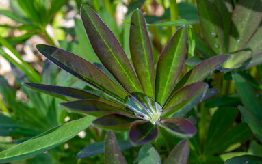 Lupine leaves, dew, water after rain in the leaves. Macro photo of lupine leaves