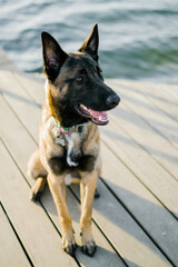 Black Shepherd dog sitting on the street near river