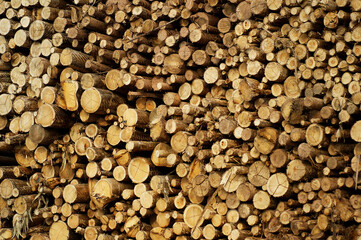 Rolos de madeira para a indústria do papel