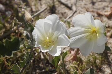 white spring flowers in the desert