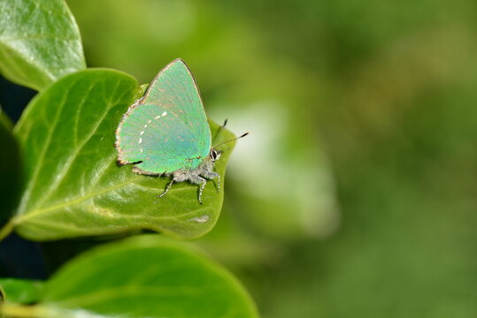 Green Hairstreak Butterfly, Jersey, U.K. Macro image of Lepidoptera in the Summer on a coastal path.