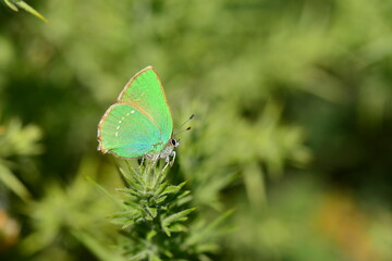 Green Hairstreak butterfly, U.K. Macro image of Lepidoptera on a coastal cliffpath, habitat gorse.