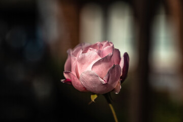 Portrait einer Rose