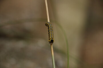 Caterpillar on a blade of grass