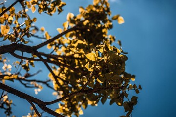 Leaf.
