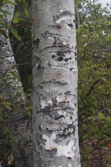 tree trunk with interesting holes in a pattern