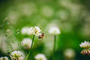 A field of blooming white clover flowers and honey bees