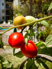 Vine ripe Tomatoes