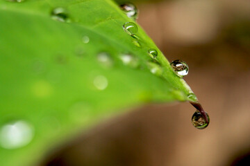 Macro photography of water drops on a leaf