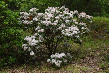 Kalmia flowers / Ericaceae evergreen shrub