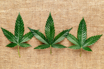 Marijuana leafs and cannabis hemp fibers isolated,Cannabis indica texture on background.