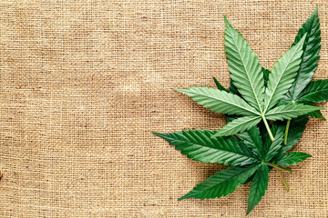 Marijuana leafs and cannabis hemp fibers isolated,Cannabis indica texture on background.