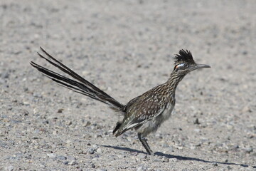 roadrunner in the gravel