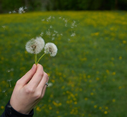 Dandelion seeds blowing away in the wind on green lush grass field