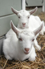 Two white goat kids lying on the straw in the yard at the farm