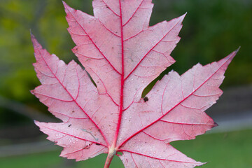 Back of a Red Maple Leaf
