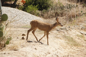 baby deer on a hike