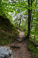 Fototapeta na wymiar Wild Forest Hiking Trail In Ötschergräben In Austria