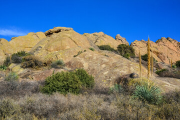 Mountain landscape with yucca, cacti and desert plants in 