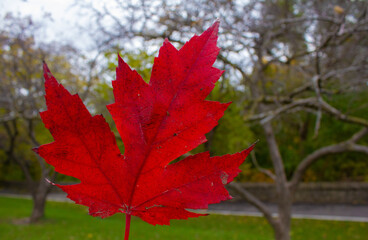 Canadian Maple Leaf in a Park in Fall