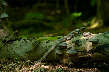 Lesser Spotted Woodpecker on Old Log in lush Woodlands in Beautiful Stenshuvud National park, Osterlen, Skane South Sweden.