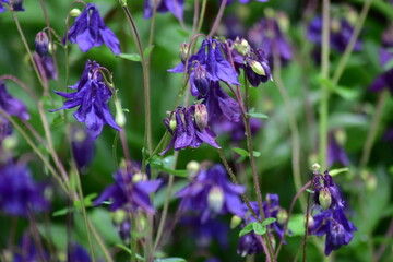 violet flowers in the garden