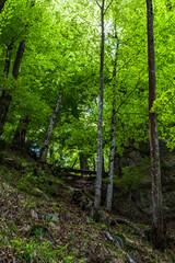 Fototapeta na wymiar Green Mountain Forest With Bright Shining Sun In Austria